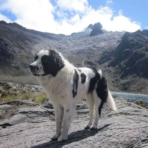 Nevado, el valiente perrito mucuchíes de Simón Bolívar - Ven para Saber