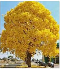 La elección del Araguaney como árbol nacional