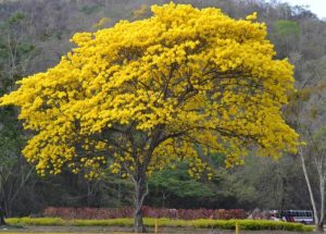 El Araguaney, árbol nacional de Venezuela