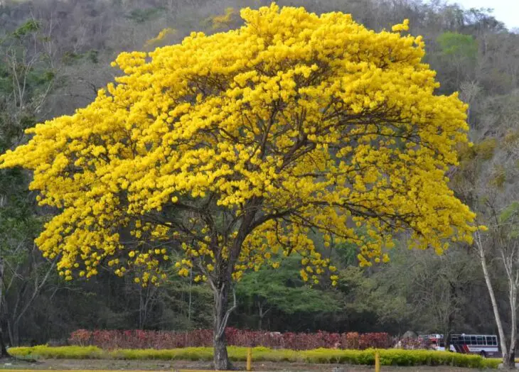 El Araguaney, árbol nacional de Venezuela