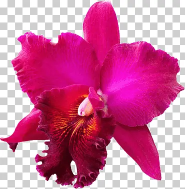 La Orquídea para dibujar
