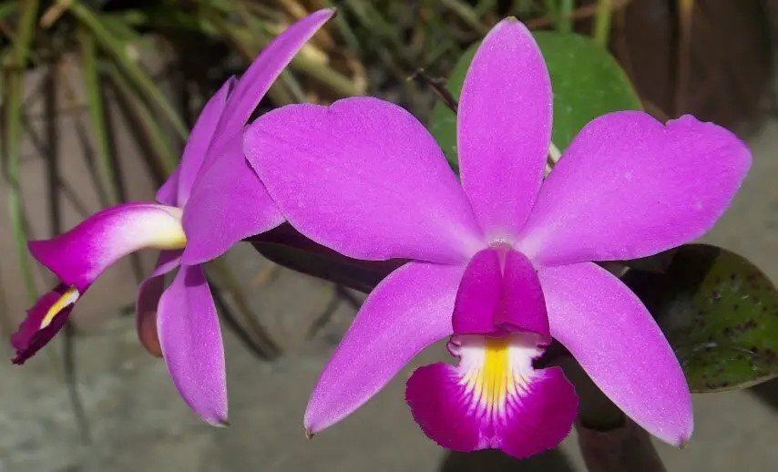 La elección de la orquídea como flor nacional 